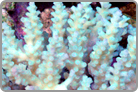 Add me to your Reef and watch me Blossom. Fiji Collected